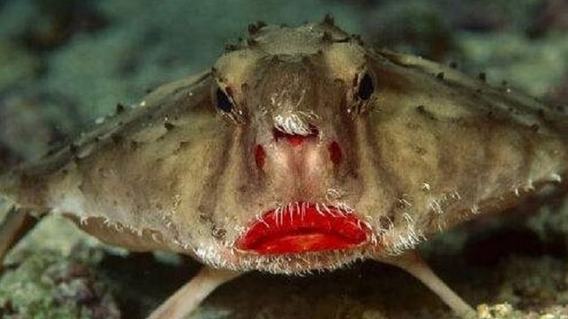 Морской нетопырь рыба