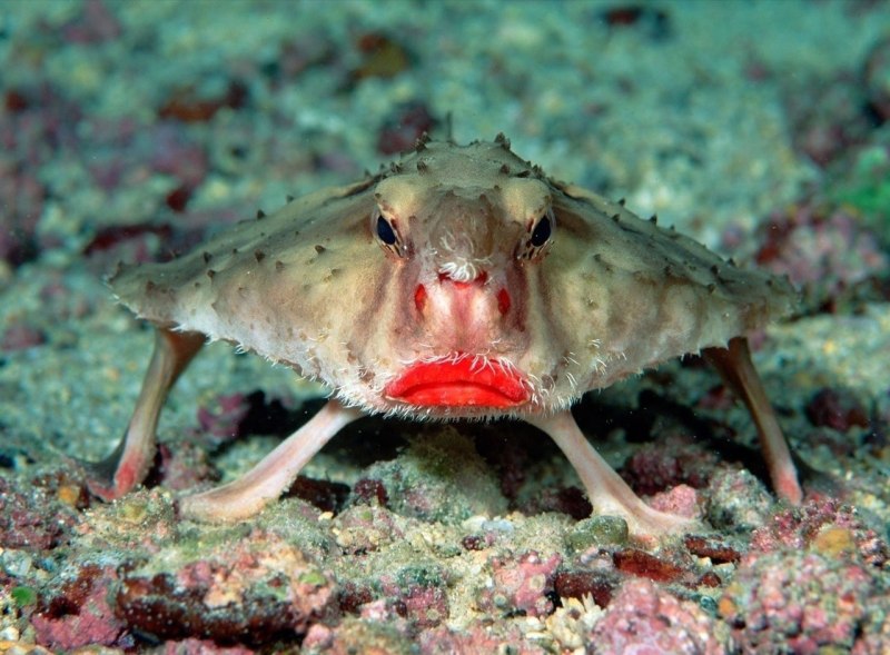 Ogcocephalus Vespertilio