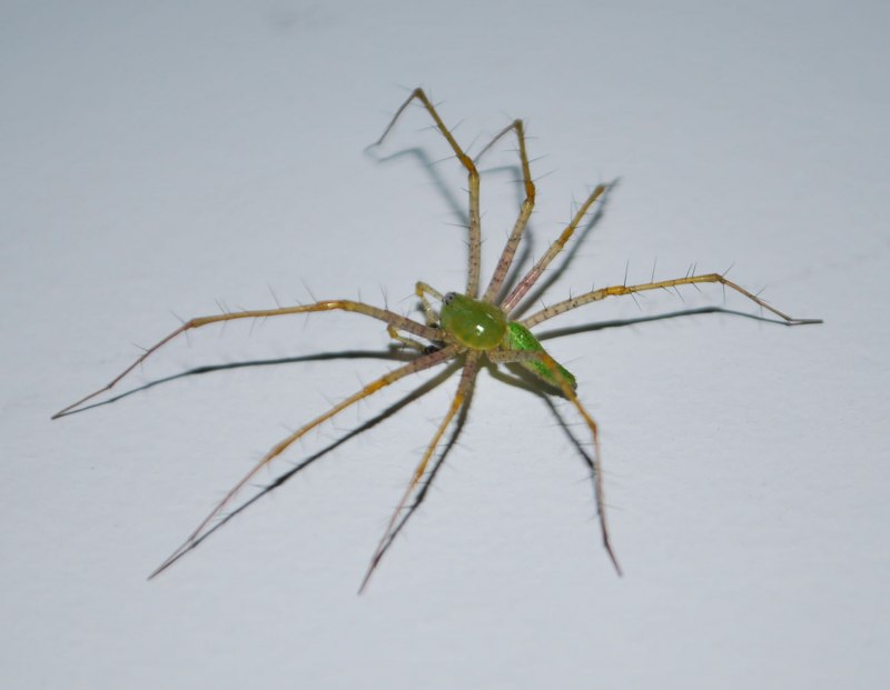 Ebrechtella tricuspidata