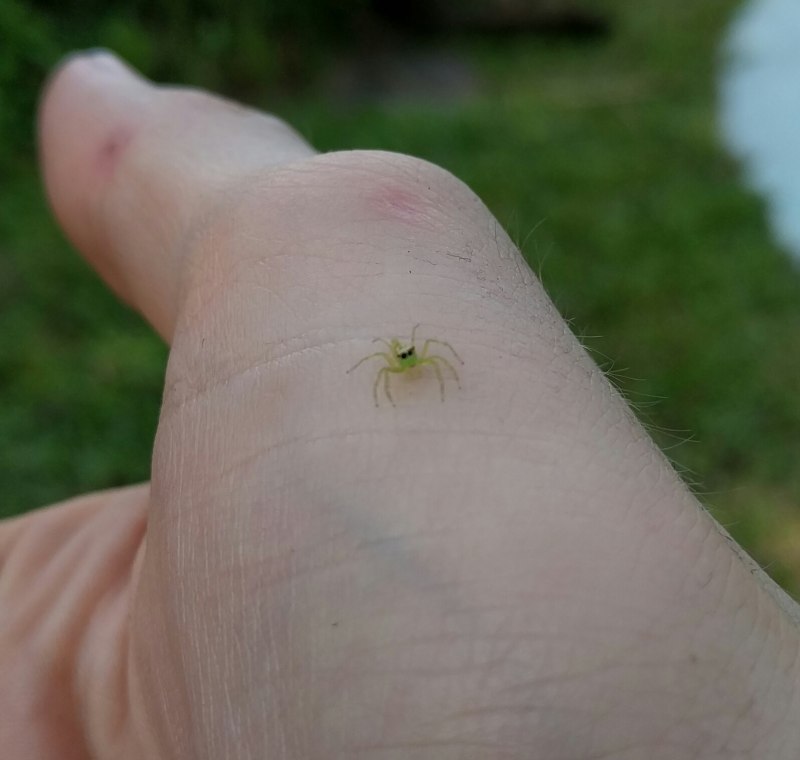 Cheiracanthium punctorium желтосумный колющий паук