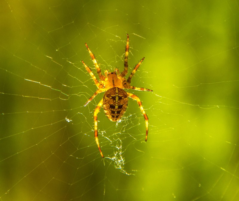 Yellow sac Spider