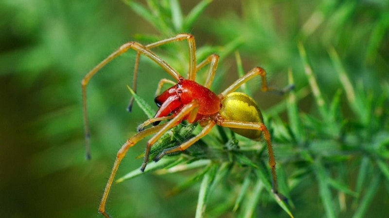 Araneus Quadratus крестовик четырёхпятнистый Луговой