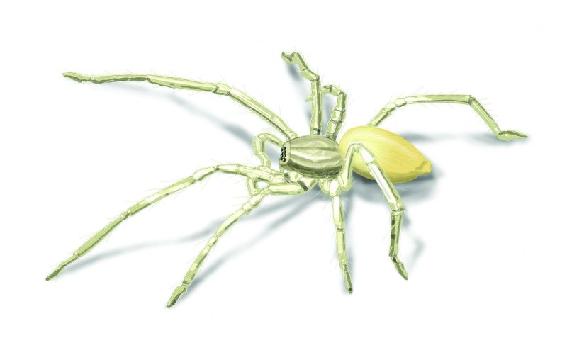 Паук Araniella cucurbitina