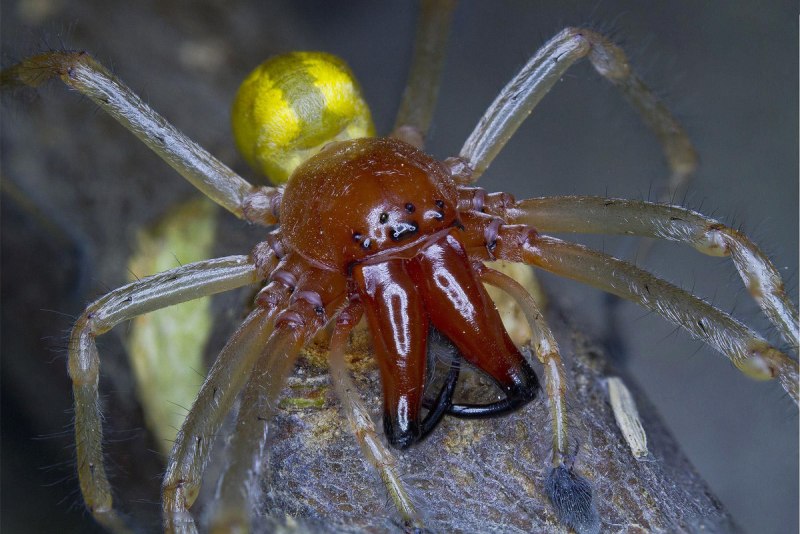 Argiope keyserlingi голова самцы