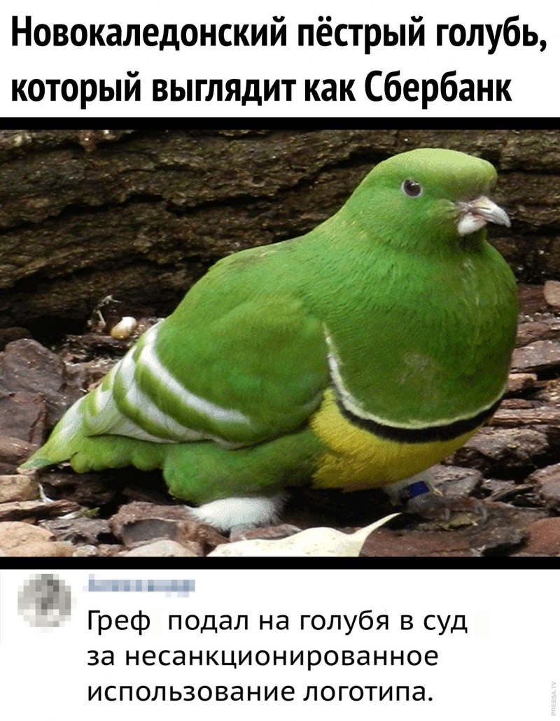 Новокаледонский голубь