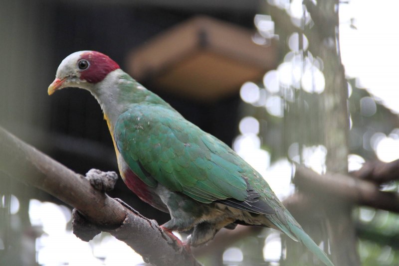 Ptilinopus porphyraceus