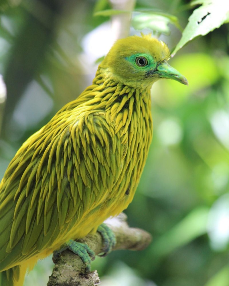 Ptilinopus aurantiifrons