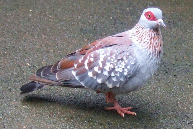 Ptilinopus Regina