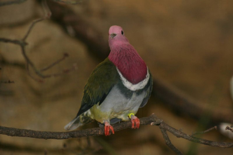 Ptilinopus porphyreus