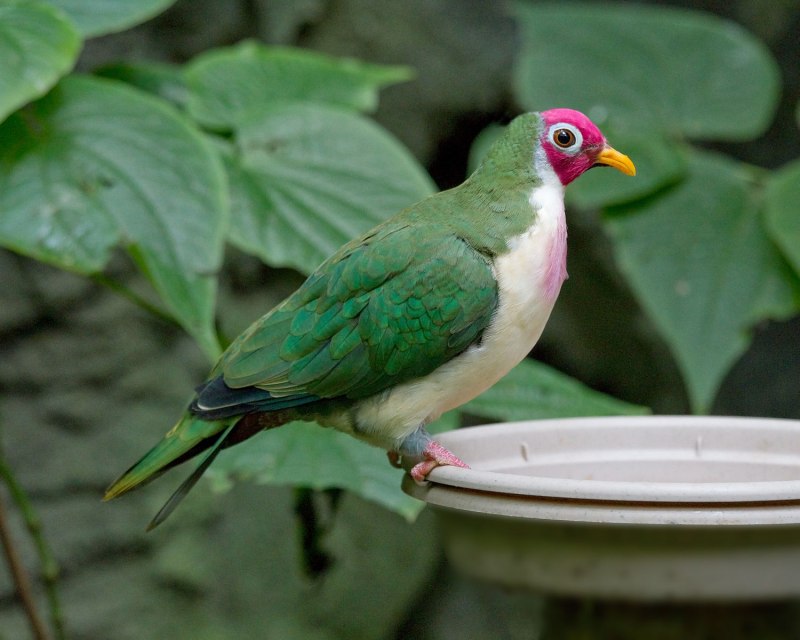 Ptilinopus solomonensis