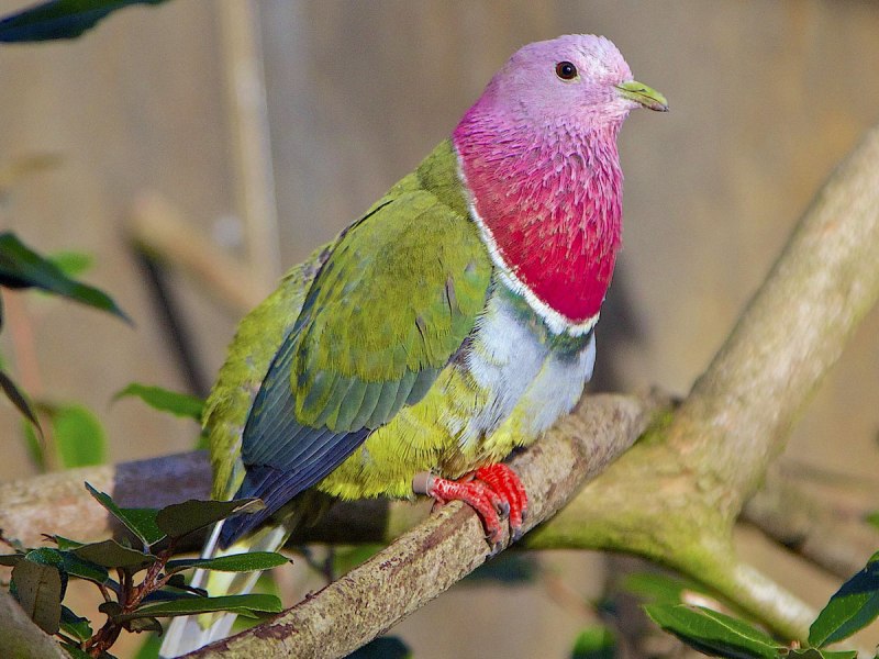 Ptilinopus coronulatus