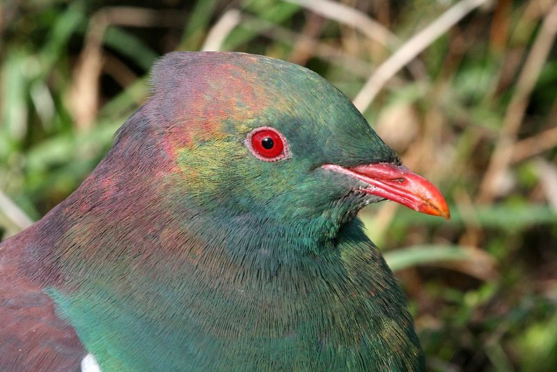 Columba iriditorques
