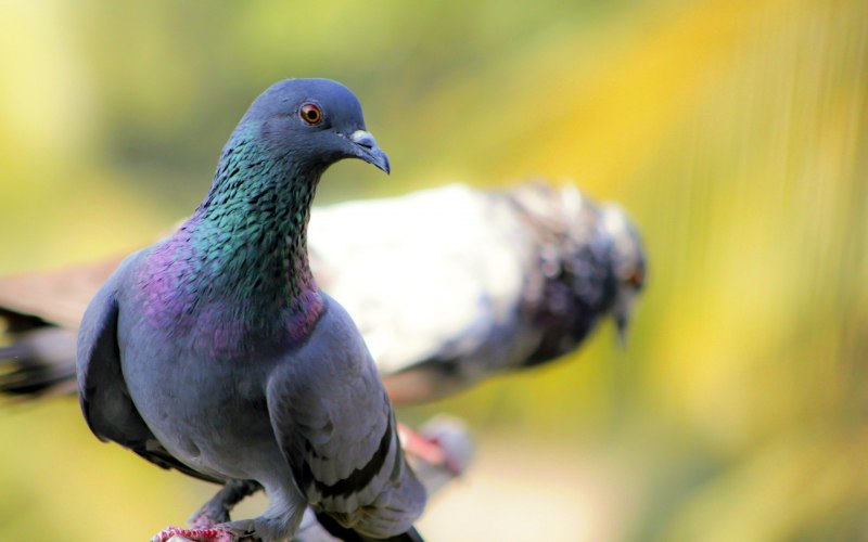 Yellow-breasted Fruit dove