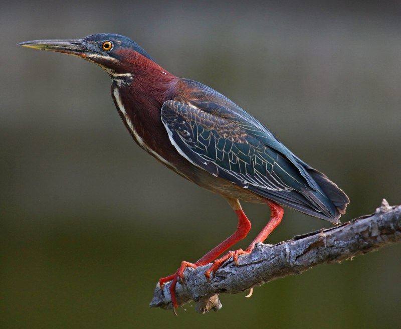 Ptilinopus merrilli
