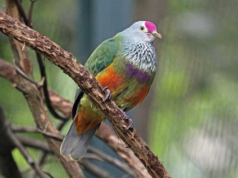 Ptilinopus coronulatus