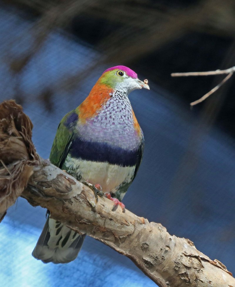 Treron sieboldii