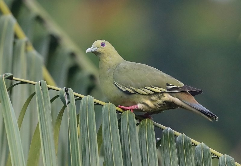 Dove голубь