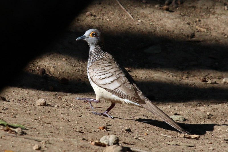 Ptilinopus Regina