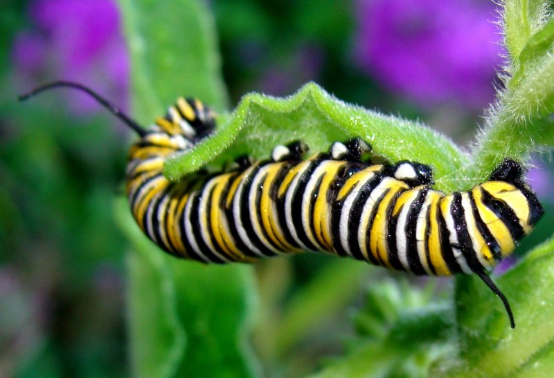 Papilio Polyxenes гусеница