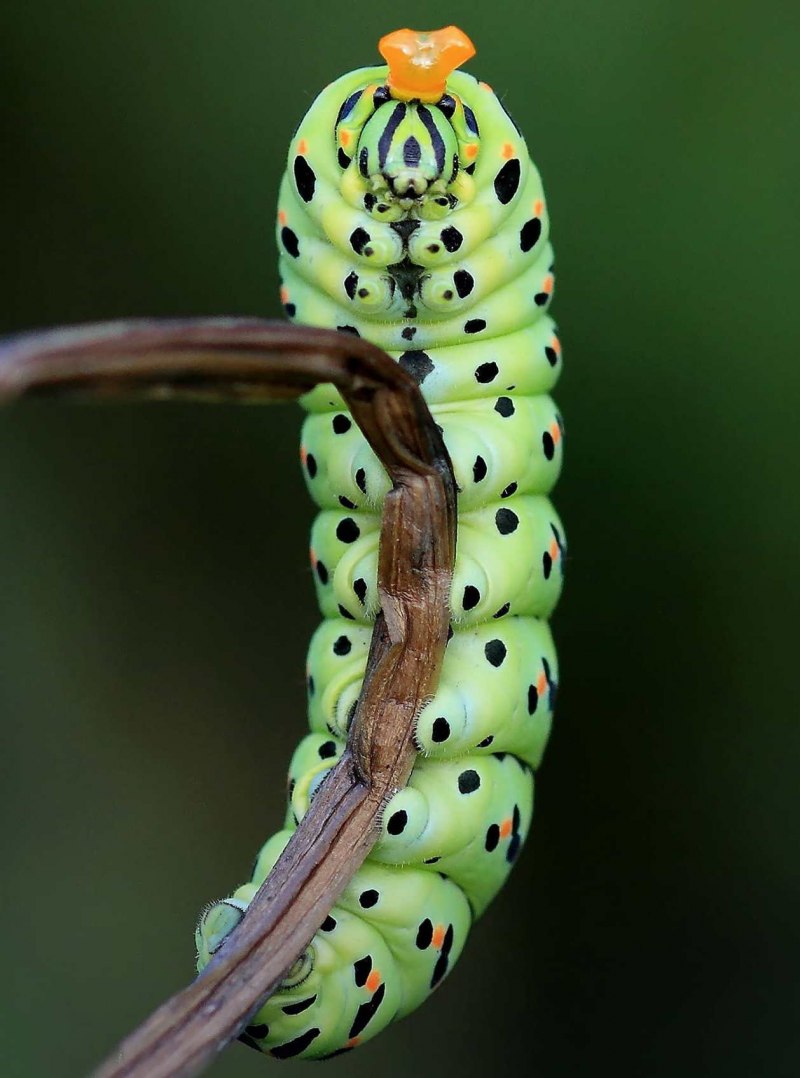 Гусеница Махаона (Papilio Machaon)