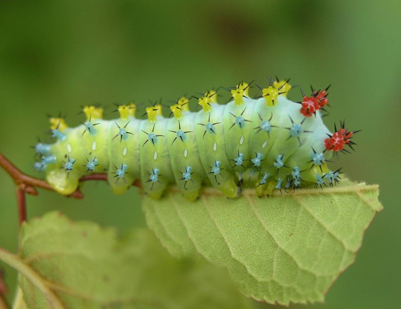 Papilio Troilus гусеница бабочка