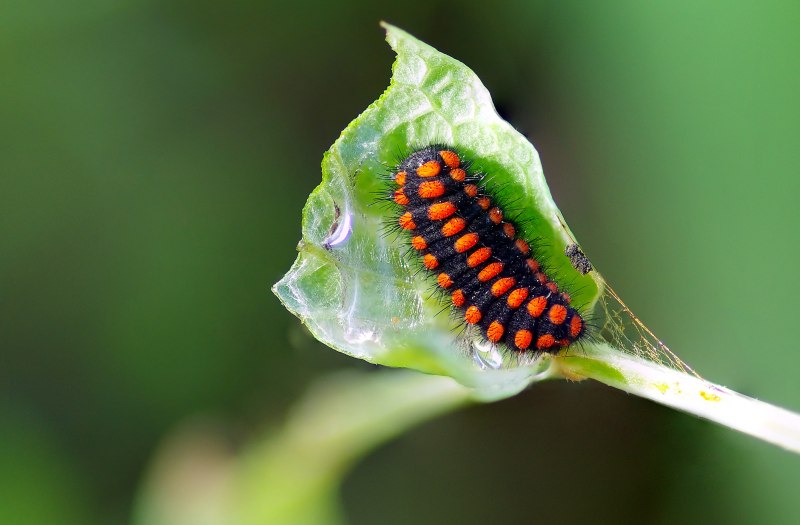 Swallowtail Caterpillar гусеница
