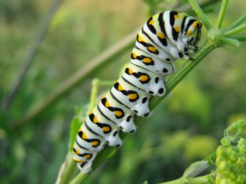 European Swallowtail гусеница