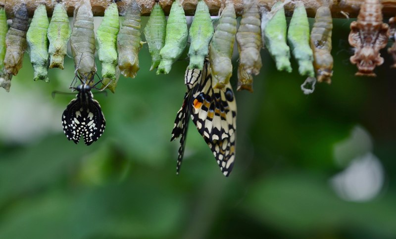 Papilio Troilus гусеница