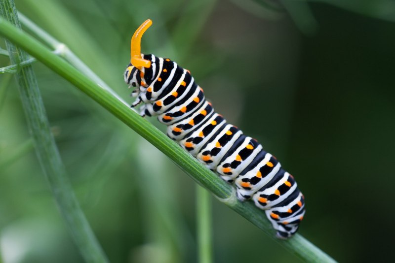 Brachionycha nubeculosa гусеница