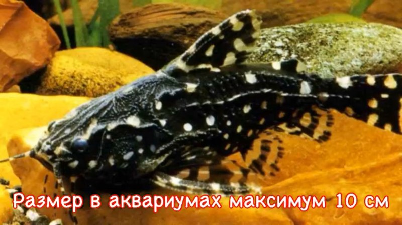 Сом альбинос Речной