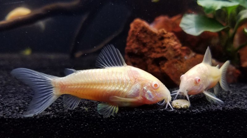 Пятнистый Амур Ameiurus serracanthus
