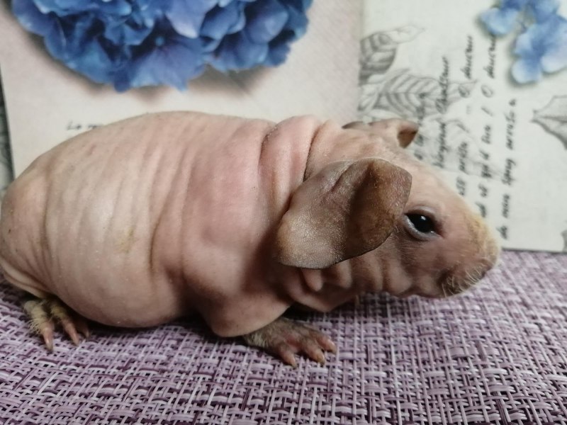 Лысые морские свинки скинни и Болдуин