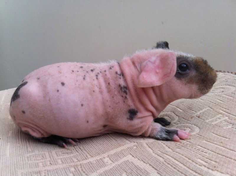 Лысая свинка людвиг (36 фото)