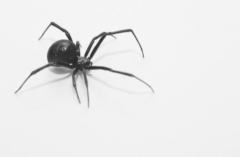 Паук австралийская вдова (красноспинный паук)(Latrodectus hasselti)