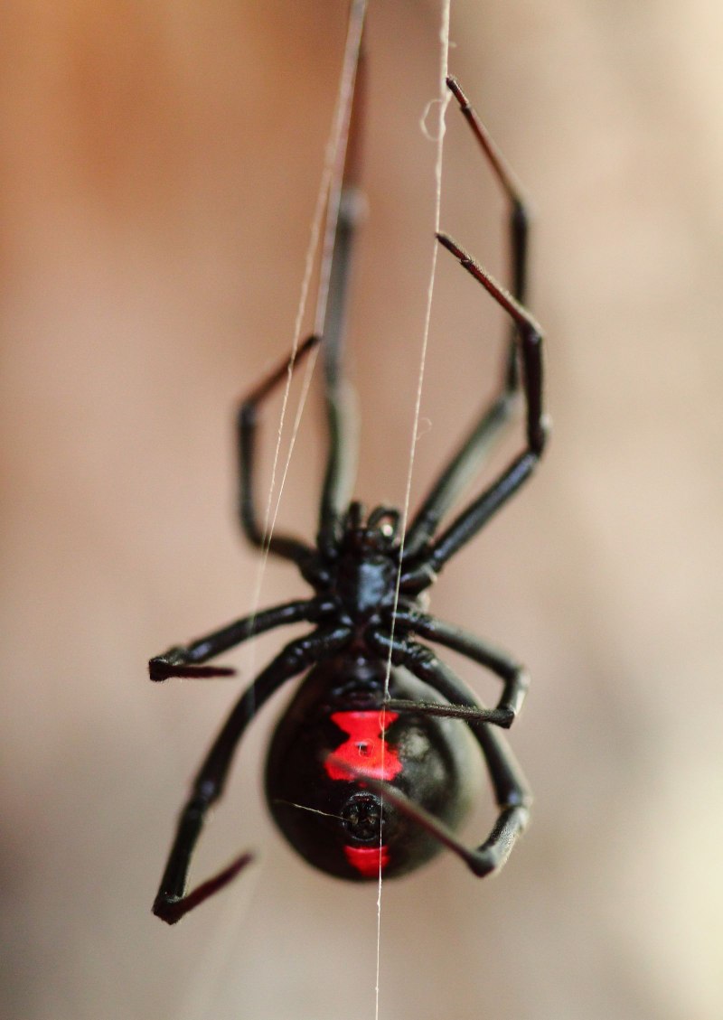 Темный паук (68 фото)