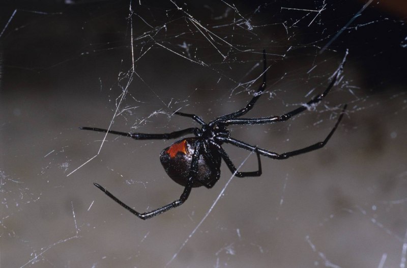 Паук Grammostola pulchra