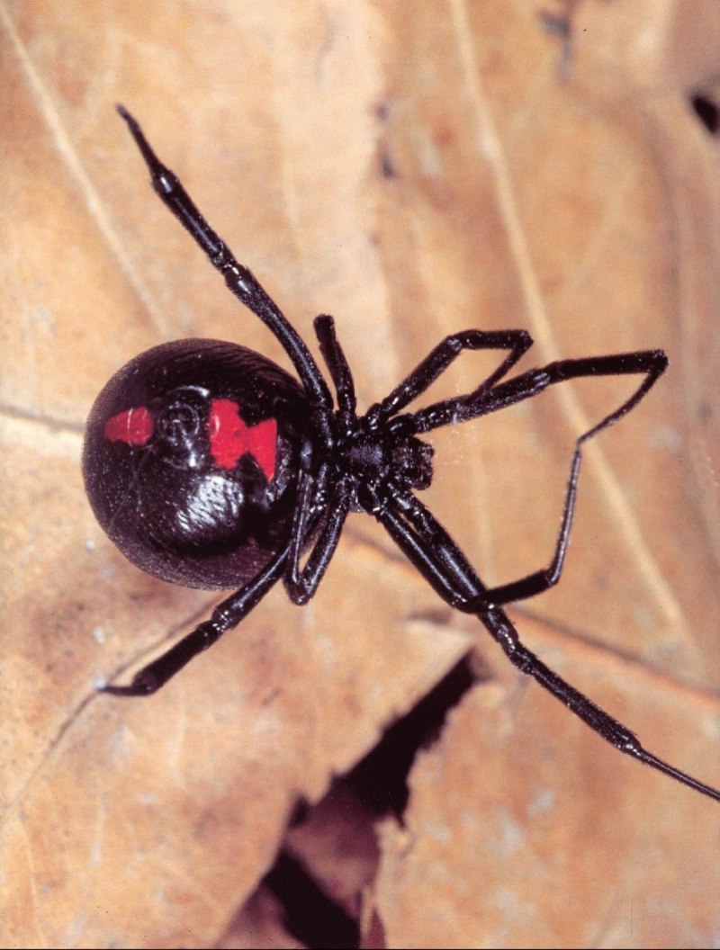 Steatoda Nobilis паук чёрный