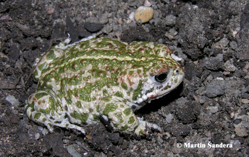 Камышовая жаба Bufo calamita