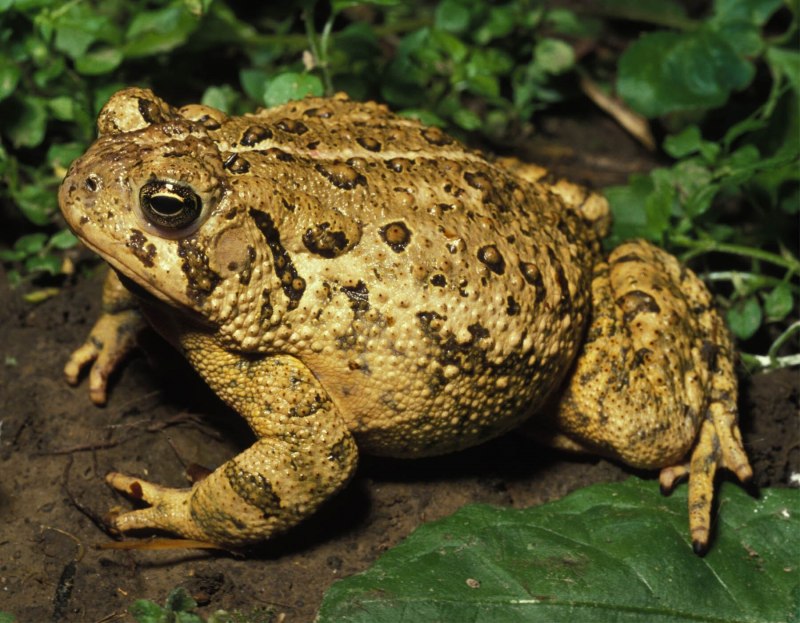 Жаба ага Bufo Marinus