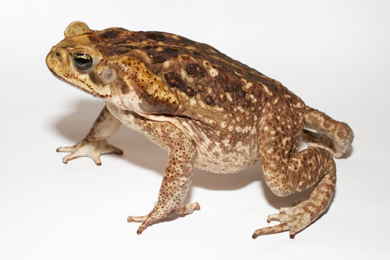 Лягушка toadgira