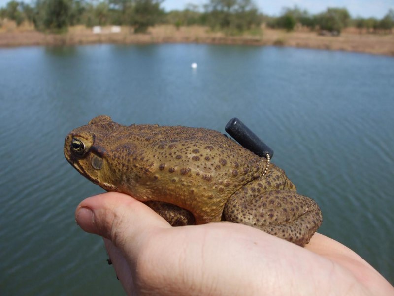 Тростниковая жаба (Bufo Marinus)