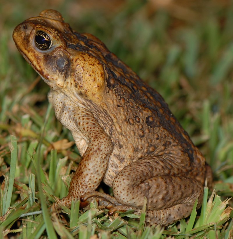 Камышовая жаба Epidalea (Bufo) calamita