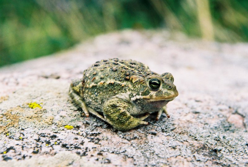 Камышовая жаба Bufo calamita