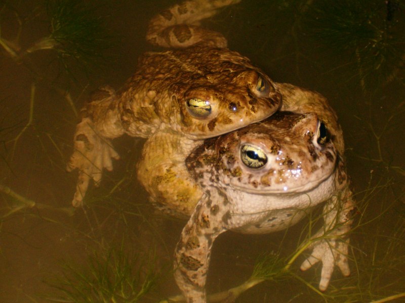Буфо Маринус