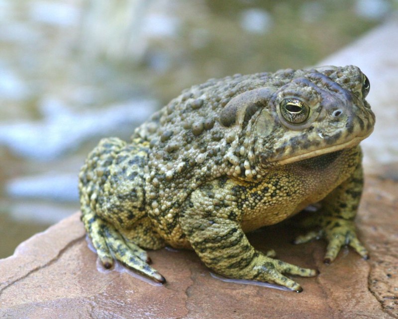 Жаба ага Bufo Marinus