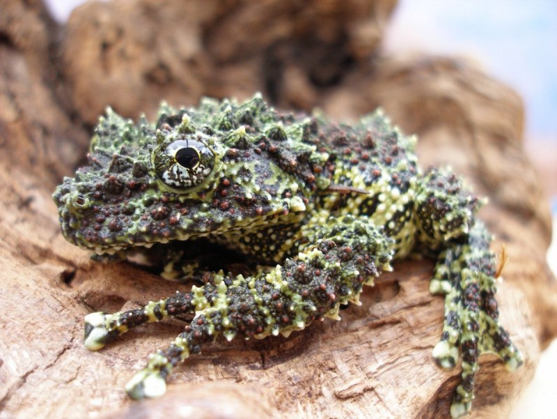Тростниковая жаба (Bufo Marinus)