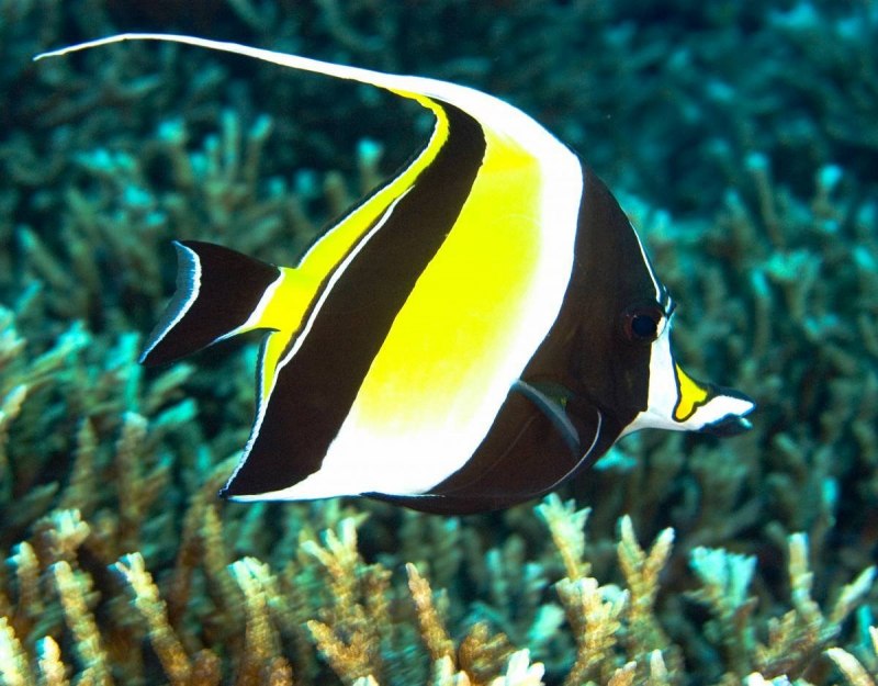 Cetoscarus ocellatus