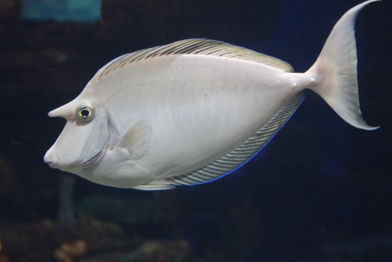 Siganus corallinus
