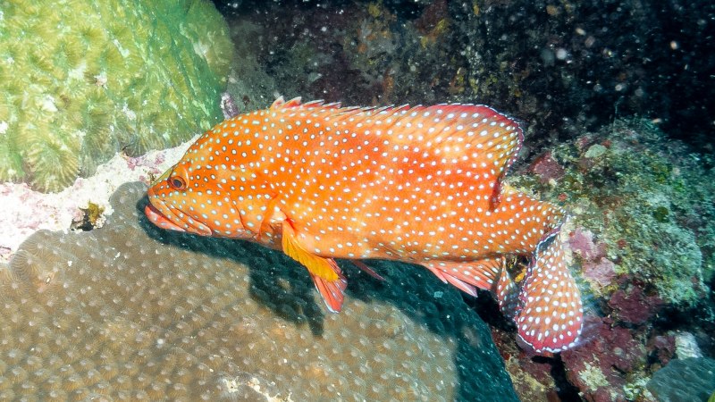 Ostracion cubicus