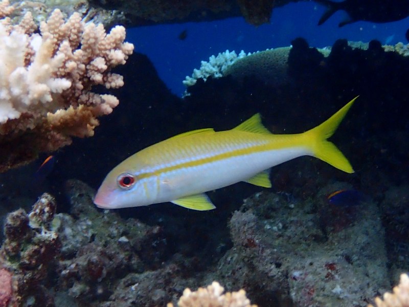 Osteolepis macrolepidotus